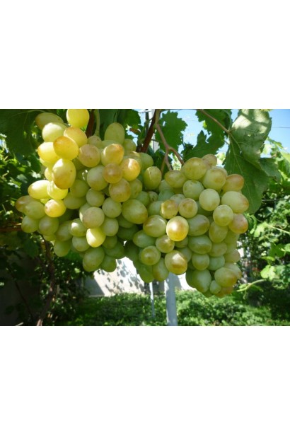 Виноград столовый Айвенго светло-зеленые плоды.